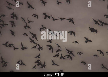 Piccioni silhouette di volo Foto Stock