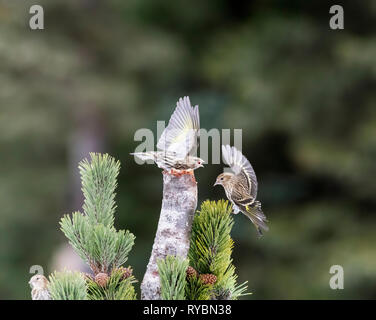 Pine lucherino, Spinus pinus Foto Stock