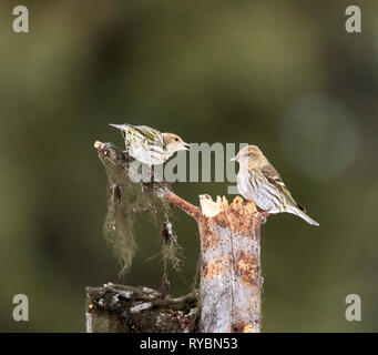 Pine lucherino, Spinus pinus Foto Stock