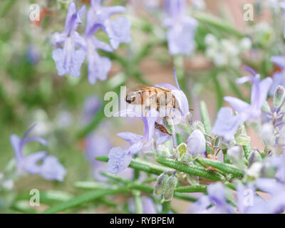 Vista ravvicinata di un ape pollenating viola rosmarino fiori in primavera