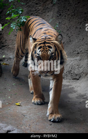 Tiger - San Diego Zoo Foto Stock