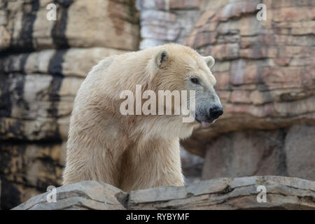 Orso polare - San Diego Zoo Foto Stock