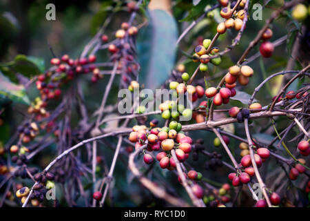 Caffè in grani a maturazione pianta rosso verde in una piantagione di Antigua, Guatemala Foto Stock