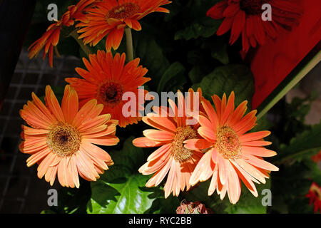 GERBERA SPLENDIDI FIORI DA GIARDINO LUMINOSI Foto Stock