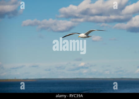 Sea Gull vola nel cielo sopra il mare Foto Stock