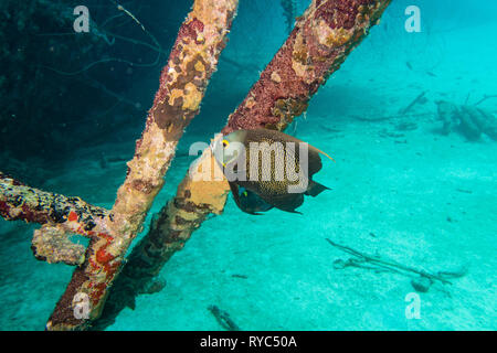 Francese (angelfish pomacanthus parù) sul ponte sulla nave subacquea relitto Hilma Hooker sunken sulla barriera corallina di tropicale Bonaire Island Foto Stock