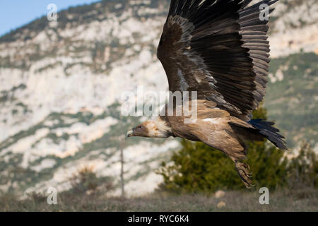 Grifone (Gyps fulvus) prendendo il largo. Provincia di Lleida. La Catalogna. Spagna. Foto Stock