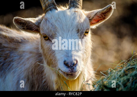 Ritratto di un adulto pigmeo di capra in sole primaverile, Scozia Foto Stock