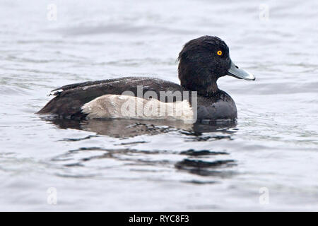 Moretta (Aythya fuligula), maschio in livrea invernale, Drift serbatoio, vicino a Newlyn, Cornwall, Inghilterra, Regno Unito. Foto Stock