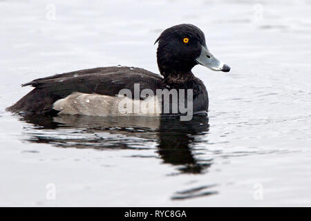 Moretta (Aythya fuligula), maschio in livrea invernale, Drift serbatoio, vicino a Newlyn, Cornwall, Inghilterra, Regno Unito. Foto Stock