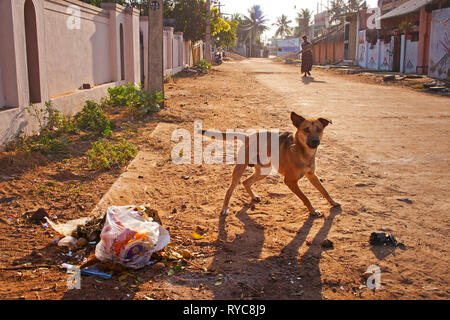 Un cane di mangiare da un mucchio di rifiuti su una strada in India Foto Stock