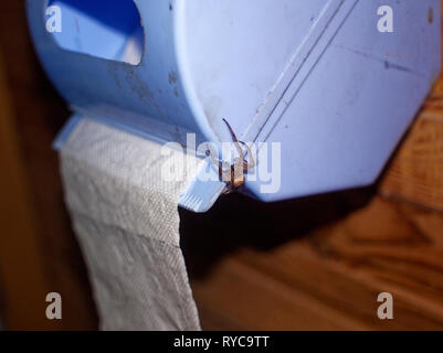 Spider seduto su un rotolo di carta igienica, di notte Foto Stock