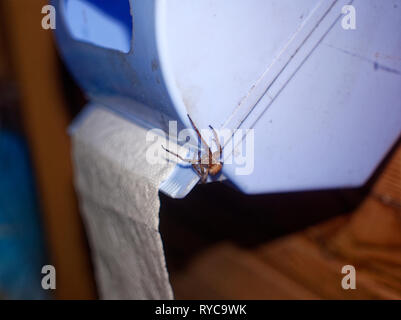 Spider seduto su un rotolo di carta igienica, di notte Foto Stock