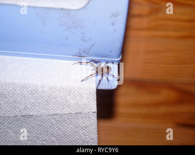 Spider seduto su un rotolo di carta igienica, di notte Foto Stock