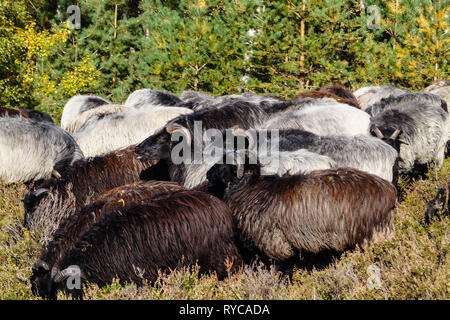 Speciale chiamato pecore Heidschnucken nella Riserva Naturale Fischbeker Heide Foto Stock