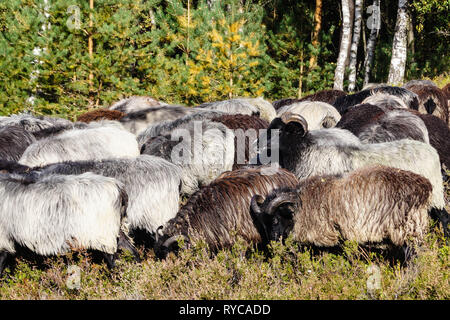 Speciale chiamato pecore Heidschnucken nella Riserva Naturale Fischbeker Heide Foto Stock