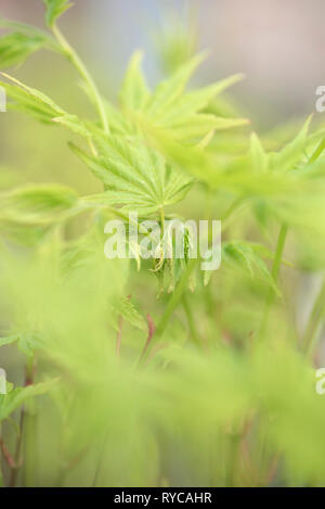 ACER PALMATUM Going Green Foto Stock