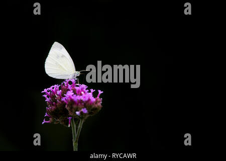 Un piccolo cavolo bianco White butterfly si siede su un fiore viola contro uno sfondo nero. Foto Stock
