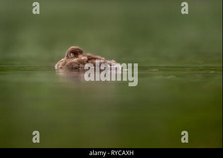 Un bambino Loon comune galleggianti lungo su una calma stagno in morbida luce mattutina con verdi alberi riflessi nell'acqua intorno ad esso. Foto Stock