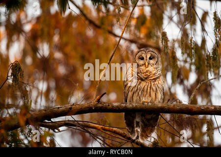 Un gufo sbarrata appollaiato in un albero con una ribalta di mattina presto sole che splende su di essa con una foglia marrone dello sfondo. Foto Stock