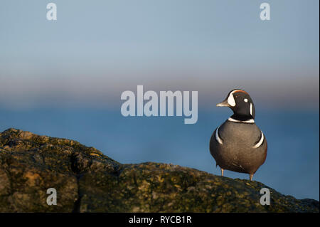 Un sorprendente Harlequin Drake si eleva alto sulla coperta di alghe marine jetty rock con un liscio acqua blu e lo sfondo del cielo in una giornata di sole. Foto Stock