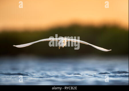 Un bianco Airone nevoso vola a destra alla fotocamera, appena sopra l'acqua con le sue alette divaricate al mattino presto sun. Foto Stock