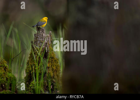 Un giallo brillante Prothonotary Trillo arroccato su un muschio coperto log in palude al sole del mattino. Foto Stock