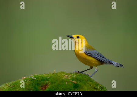 Un trillo Prothonotary appollaiato su un verde brillante moncone di muschio con un buon sfondo verde in bright sun. Foto Stock