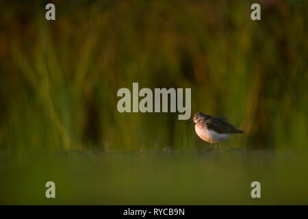 Un solitario Sandpiper sorge nella luminosa verde erbe come il sole del mattino Splende sul suo volto. Foto Stock