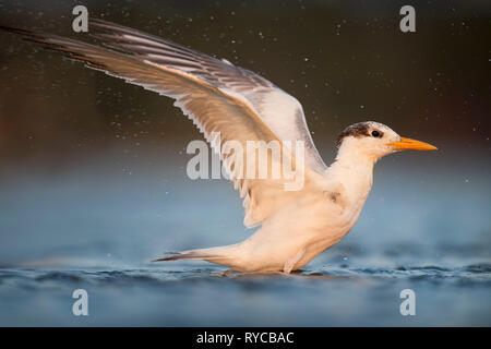 Un Royal Tern le ali come si bagna in acque poco profonde nell'ultima luce del giorno. Foto Stock