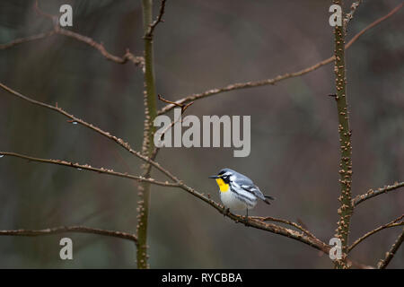 Un giallo-throated trillo appollaiato su un ramo aperto con un buon background marrone in morbida luce a sopraggitto. Foto Stock