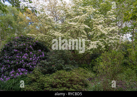 CORNUS X RUTGERSENSIS AURORA E RHODODENDRON BLUE ENSIGN Foto Stock