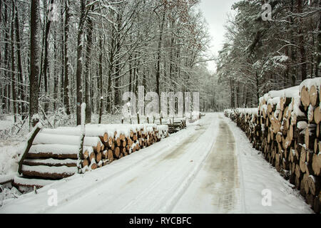 Registra il legno da strada attraverso la foresta di mistica bellezza - giornata invernale Foto Stock