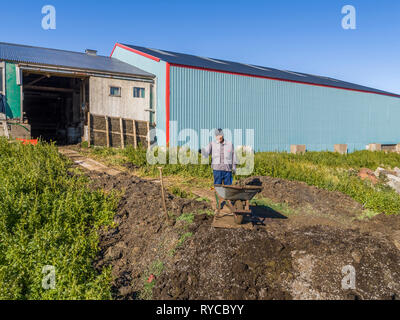 Local Allevatore ovino, Qassiarsuk o Brattahlid, Groenlandia meridionale Foto Stock