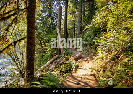 Taglio di percorso attraverso il bosco, lungo il bordo del fiume in Washington hoh rainforest Foto Stock