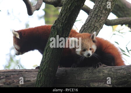 Panda rosso Foto Stock