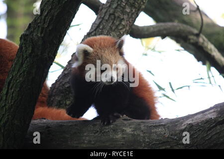 Panda rosso Foto Stock