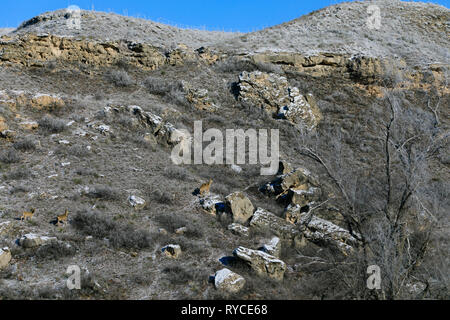 White Tailed Deer corri su una collina rocciosa lato in corrispondenza del lago di Scott del parco statale, Scott città Kansas, Febbraio 2019 Foto Stock