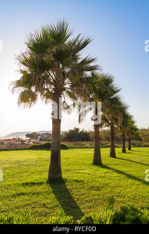 Palme e prati di erba lato mare parco giardino in mattina d'estate. Heraklion Creta Grecia beach park. Viaggiare, relax, il concetto di vacanza Foto Stock