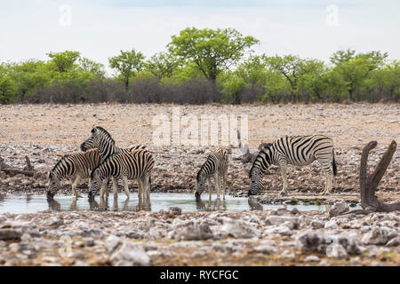 Zebre bere da waterhole nel Parco Etosha Foto Stock