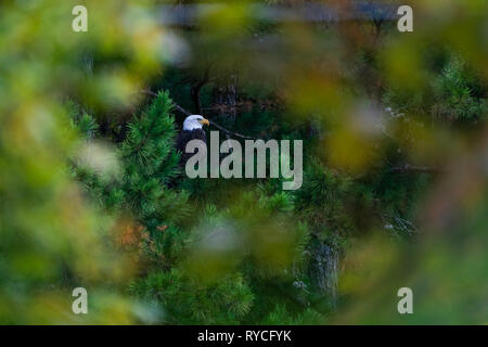 Aquila calva picks pulire la carne fuori un White Tailed Deer in una fattoria vicino a pascolo Tahlequah Oklahoma Foto Stock