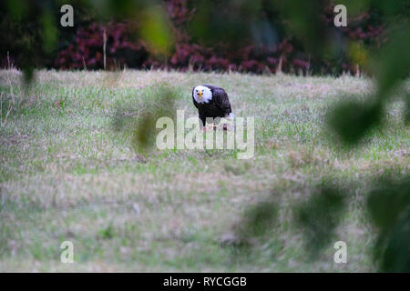 Aquila calva picks pulire la carne fuori un White Tailed Deer in una fattoria vicino a pascolo Tahlequah Oklahoma Foto Stock