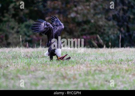 Aquila calva picks pulire la carne fuori un White Tailed Deer in una fattoria vicino a pascolo Tahlequah Oklahoma Foto Stock