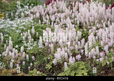 TIARELLA SINFONIA DI PRIMAVERA Foto Stock