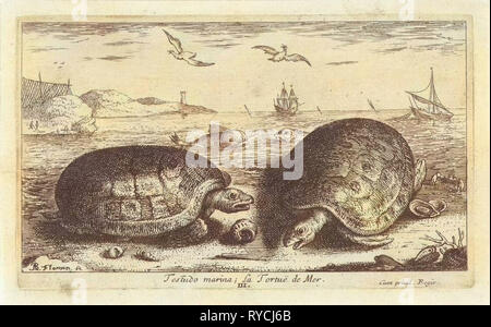 Due tartarughe sulla spiaggia, Albert Flamen, 1664 Foto Stock