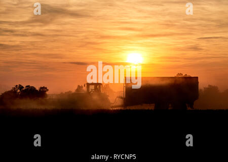 Il trattore con il rimorchio di mais in sunset Foto Stock
