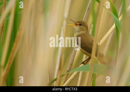 Eurasian Reed-Warbler / Acrocephalus scirpaceus Foto Stock