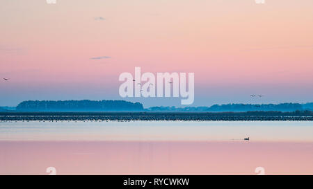 Gru comune (grus grus). Stormo di uccelli al mattino. Hortobagy Parco Nazionale. Ungheria Foto Stock