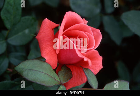 ROSE (HYBRID TEA) "fragrante" CLOUD Foto Stock