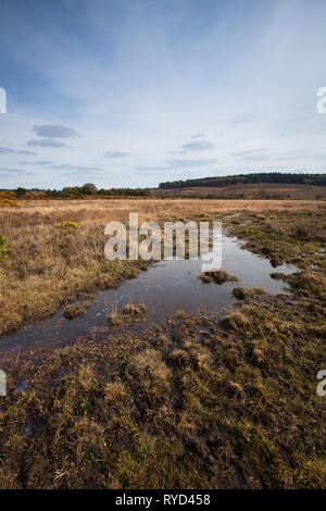 Latchmore fango con fondo Latchmore e Hasley Inclosure oltre, New Forest National Park, Hampshire, Inghilterra, Regno Unito, Aprile 2017 Foto Stock